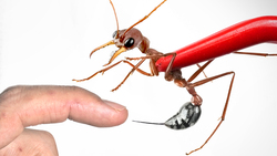 STUNG by a Bulldog Ant! Instructional Video