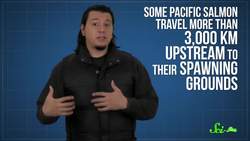 These Death-Defying Salmon Just Keep Spawning Instructional Video