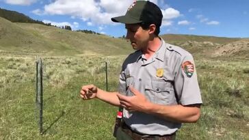 Yellowstone National Park - Live with Lead Bison Biologist Chris Geremia