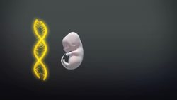 Japan approves human-animal embryo experiments Instructional Video