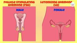Endocrine System: Glands and Hormones Instructional Video
