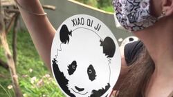 CLEAN : Baby panda celebrates first birthday with fruitsicle cake at DC Zoo News Clip