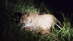 Outstanding encounters with leopard in South Africa, Botswana and Kenya. Sabi Sand Game Reserve, South Africa Instructional Video