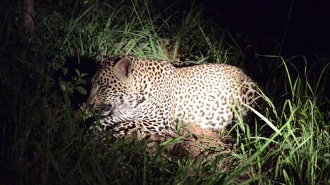 Outstanding encounters with leopard in South Africa, Botswana and Kenya. Sabi Sand Game Reserve, South Africa