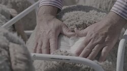 Hands parting wool on Merino Ram, slow motion, slow motion Stock Footage
