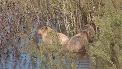 CLEAN : Argentina: With humans in lockdown, Capybaras make themselves at home News Clip