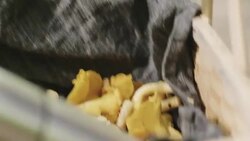 Woman picking mushrooms and drinking coffee in the forest Stock Footage