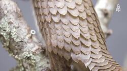 The Plight of the Tree Pangolin, Conservation and Challenges Instructional Video