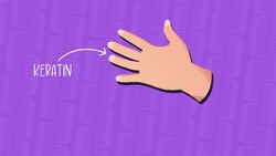 I WONDER - What Is Hair Made Of? Instructional Video