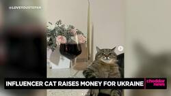 International Cat Day: Influencer Cat Raises Funds for Ukraine News Clip