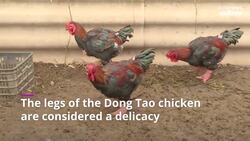 Would you eat the giant legs of this luxury Vietnamese dragon chicken? News Clip