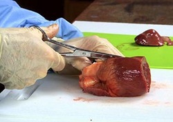 Dissection: Heart Instructional Video