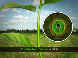 Transpiration Instructional Video