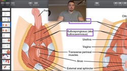 Perineal Muscles Structure, Origins, Insertions, & More Instructional Video