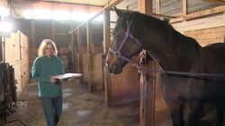 #TheMoment a Sask. teen taught her horse to paint News Clip