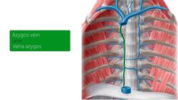 Veins of the thorax Instructional Video
