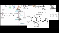 Arginine and Proline Catabolism 1 Instructional Video