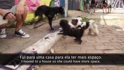 Pets | Easy Brazilian Portuguese 43 Instructional Video