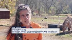 Newton horse sanctuary fears closure amid volunteer and funding shortages News Clip