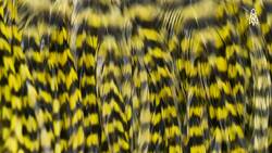 Feathers and Flies, Inside Tom Whiting's Poultry Genetics World Instructional Video