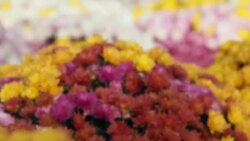 CLEAN : France's second lockdown wilts the country's horticulture sector News Clip