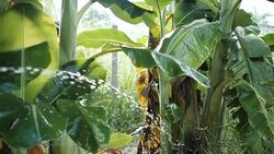 Watering banana tree farm, slow motion. Stock Footage