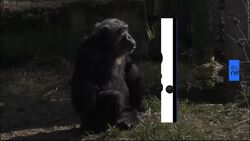 Watch: Abused chimps live out retirement in peace at Catalonia sanctuary News Clip