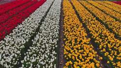 Netherlands in Bloom: Spectacular Drone Views of Dutch Tulip Fields Stock Footage