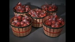 Apples in Bushel Baskets and Reel to Reel Tapes, 1950s Stock Footage