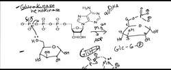 Glycolysis 1 Instructional Video