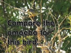 Microscopic vs. Multi-cellular Life Instructional Video