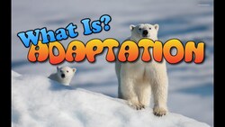 What is Adaptation? Instructional Video