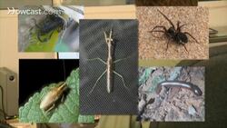 How to Buy Bugs Instructional Video