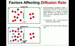 Factors that Affect Diffusion Rate Instructional Video