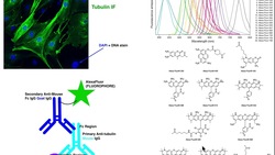 Biotechniques | Basic Principles of Immunofluorescence (IF) Instructional Video