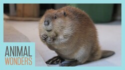 How To (Almost) Train A Beaver Instructional Video