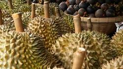 Mixed season tropical sweet juicy Fruits, local Thailand market. Large Monthong Durian, hard skin covered in sharp points and Mangosteen, King and Queen, most delicious antioxidant fresh exotic fruits Stock Footage