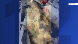 Ronkonkoma woman pleads not guilty to 49 counts of animal cruelty News Clip