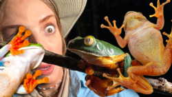 Ultimate Frog Scavenger Hunt! Instructional Video