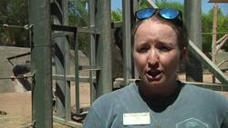 Phoenix Zoo beats the heat with water and ice News Clip