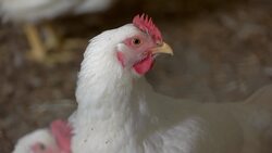 The Living Dinosaurs: Birds and Their Ancient Ancestors Instructional Video