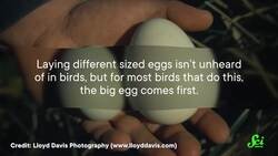 Why Do These Penguins Kill Their First Egg? Instructional Video