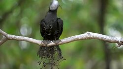 white-capped noddy sitting on branch tangled with pisonia burrs on heron island Stock Footage