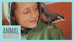 Training 3 Sugar Gliders At Once! Instructional Video