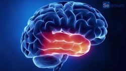 QUÉ ES EL ÁREA DE WERNICKE Instructional Video