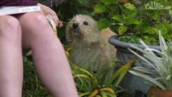 Daisy Chain Instructional Video