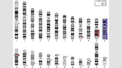 Juan Enriquez: The age of genetic wonder Instructional Video