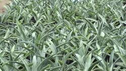 VOICED : El mezcal mexicano batalla para no ser víctima de su éxito News Clip