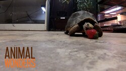 Ask Jessi 2 Instructional Video