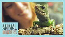 Are The Animals Lefties or Righties? Instructional Video